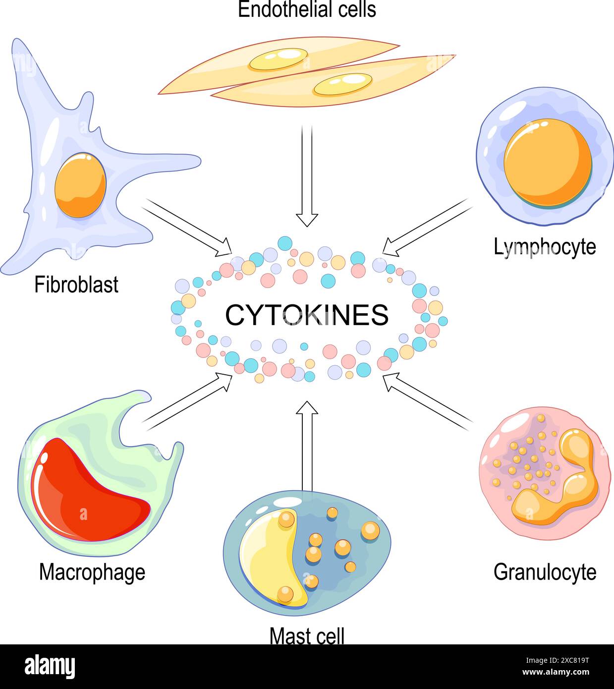 Cytokines are produced by macrophage, lymphocyte, mast cell, endothelial cells and fibroblast. Cell signaling by Interleukins, Chemokines, Tumor necro Stock Vector