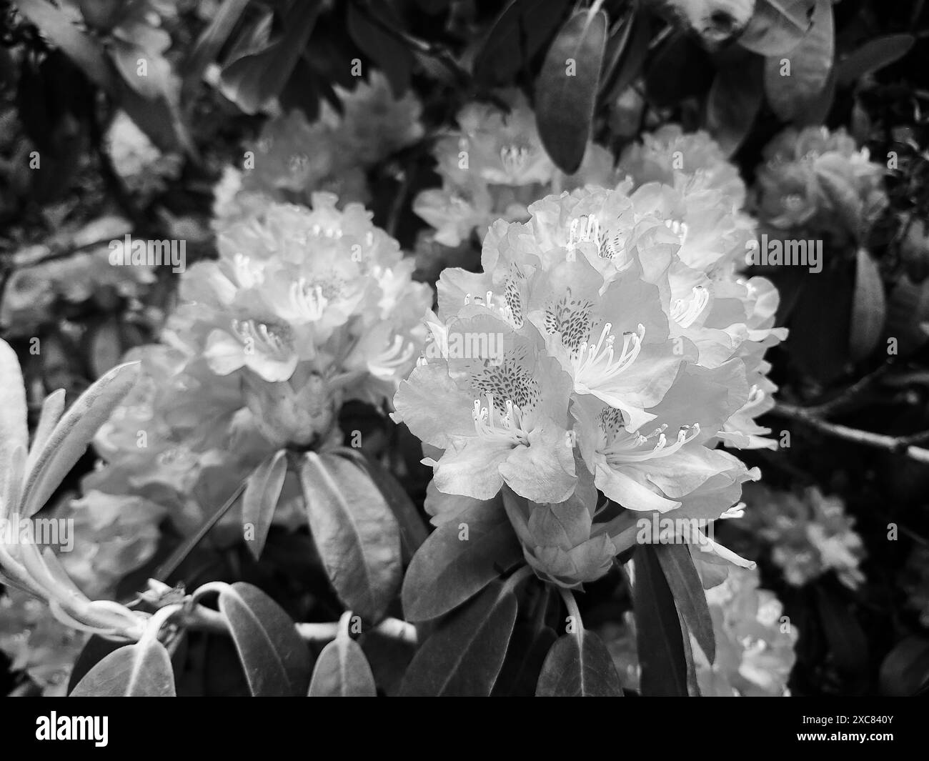 Rhododendron flowers blossoming in the early summer, black and white conversion. Stock Photo