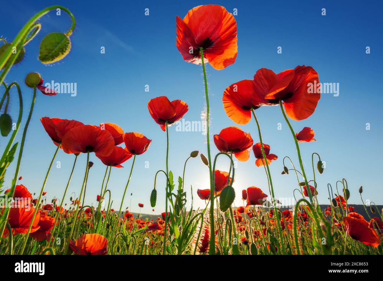 red poppy field. beautiful countryside landscape at sunset beneath a blue sky in summer. sun behind the flowers. wonderful outdoor nature background Stock Photo