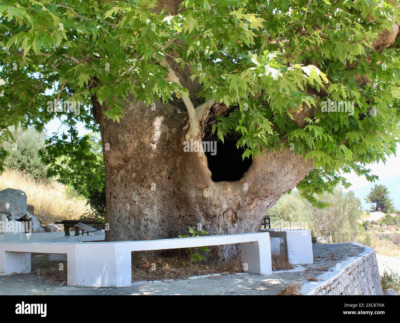 Ancient Greek Plane Tree on Samos, Greece Stock Photo