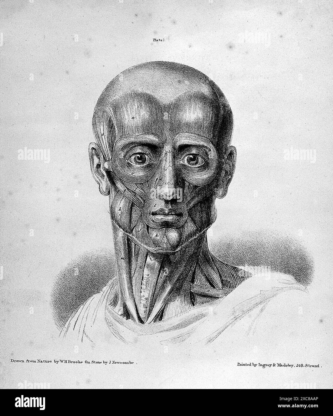 The anatomy of the bones and muscles : exhibiting the parts as they appear on dissection, and more particularly in the living figure; as applicable to the fine arts. Designed for the use of artists, and memebers of the Artist's anatomical society. In two parts / By George Simpson. Illustrated with highly-finished lithographic impressions.    Simpson, George (Lecturer on anatomy) Date: 1825 Stock Photo