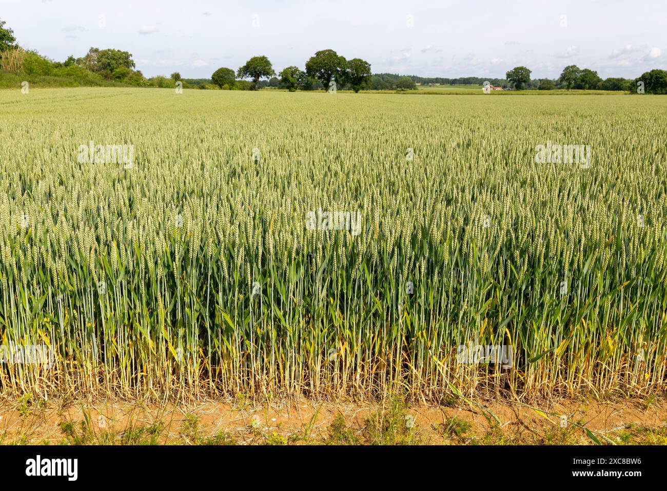 Side view of green wheat crop growing in arable field, Sutton, Suffolk ...