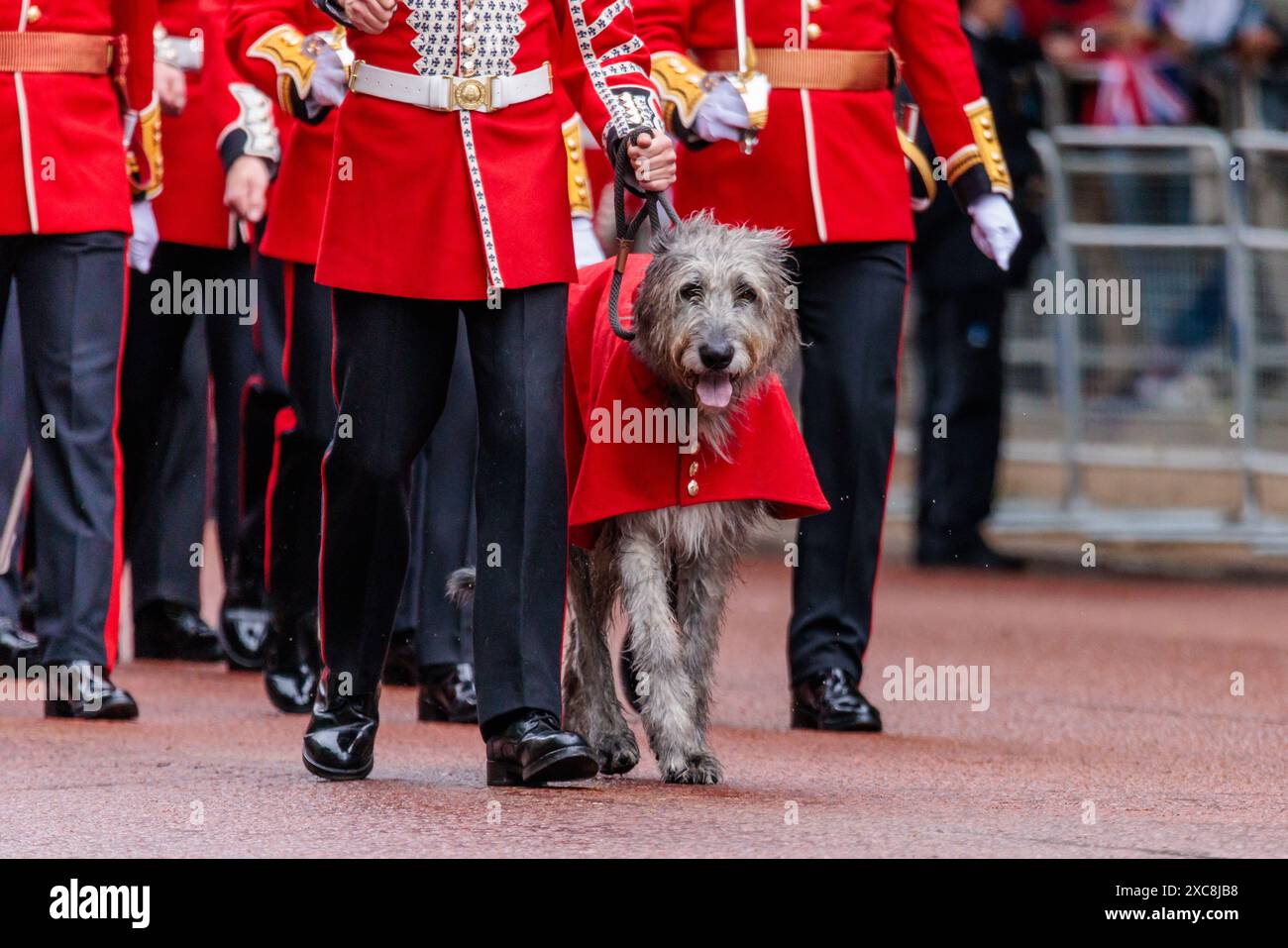 Trooping the Colour, The Kings’s Birthday Parade, London, UK. 15th June 2024. Seamus, Irish Guards Mascot.  Credit: Amanda Rose/Alamy Live News Stock Photo