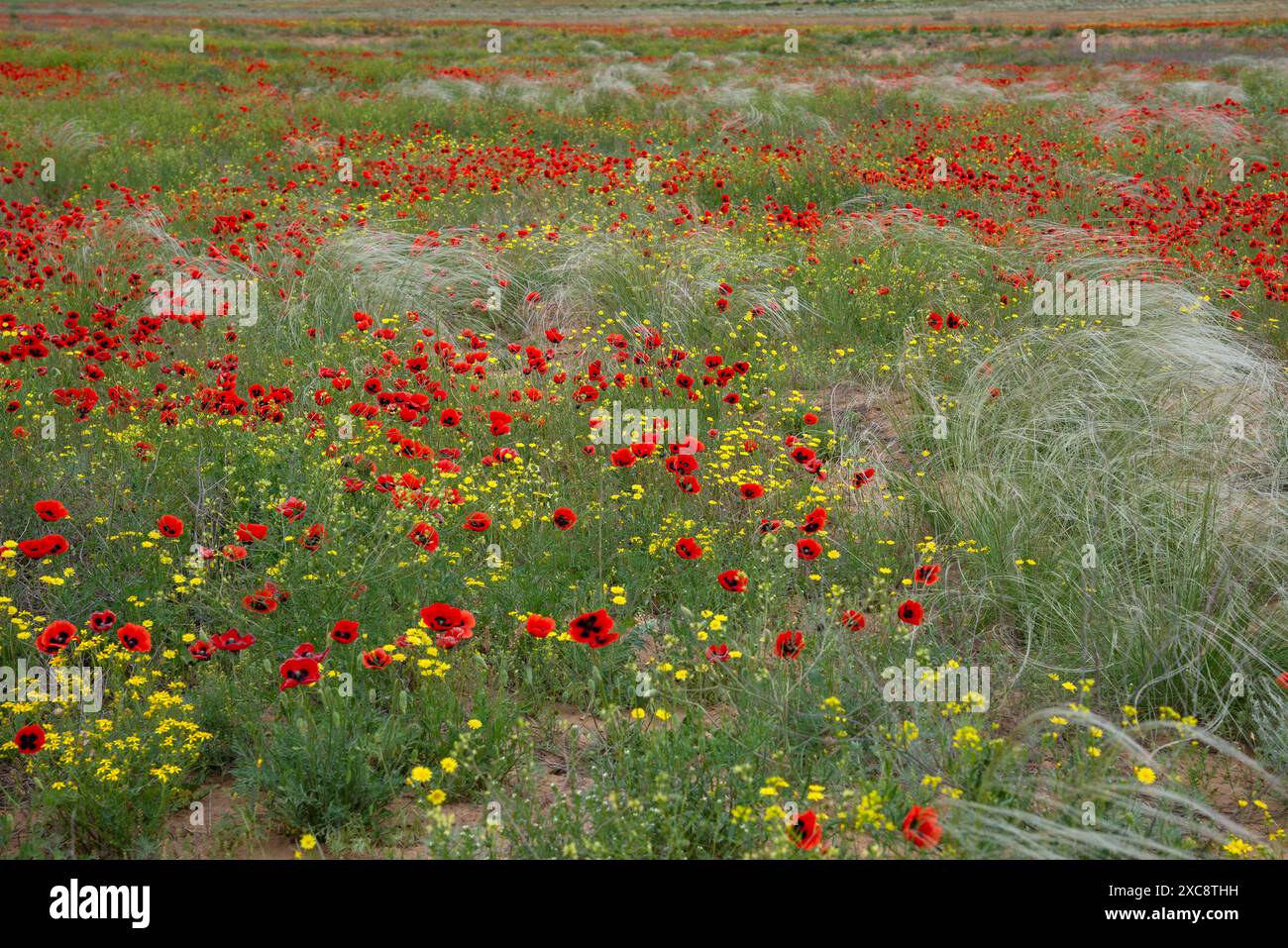 Field with red wild poppies Stock Photo - Alamy