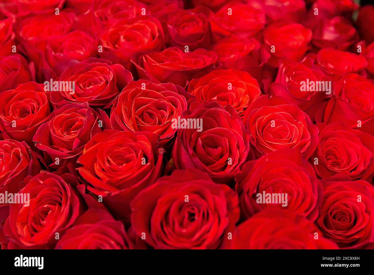 Beautiful red roses grow in hi-res stock photography and images - Alamy