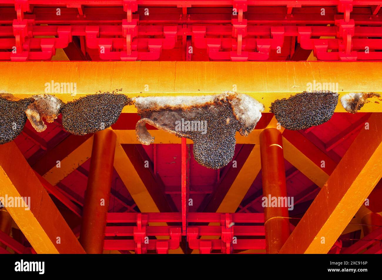 Wild beehives hanging from the ceiling of the Bodhisattva Guanyin Pagoda in the Wat Tham Suea, the Tiger Cave Temple of Krabi in the south of Thailand Stock Photo