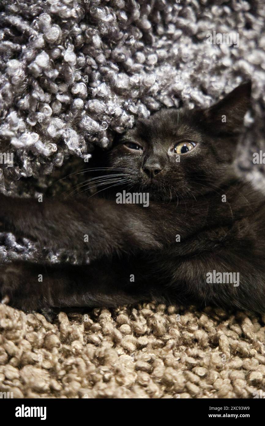 Black kitten at Java Whiskers Cat Cafe, London, England Stock Photo