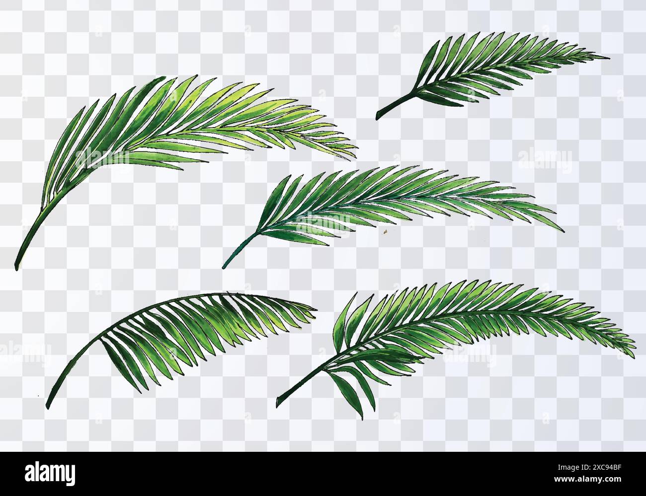 Set of various watercolor palm leaves on transparent background Stock Vector