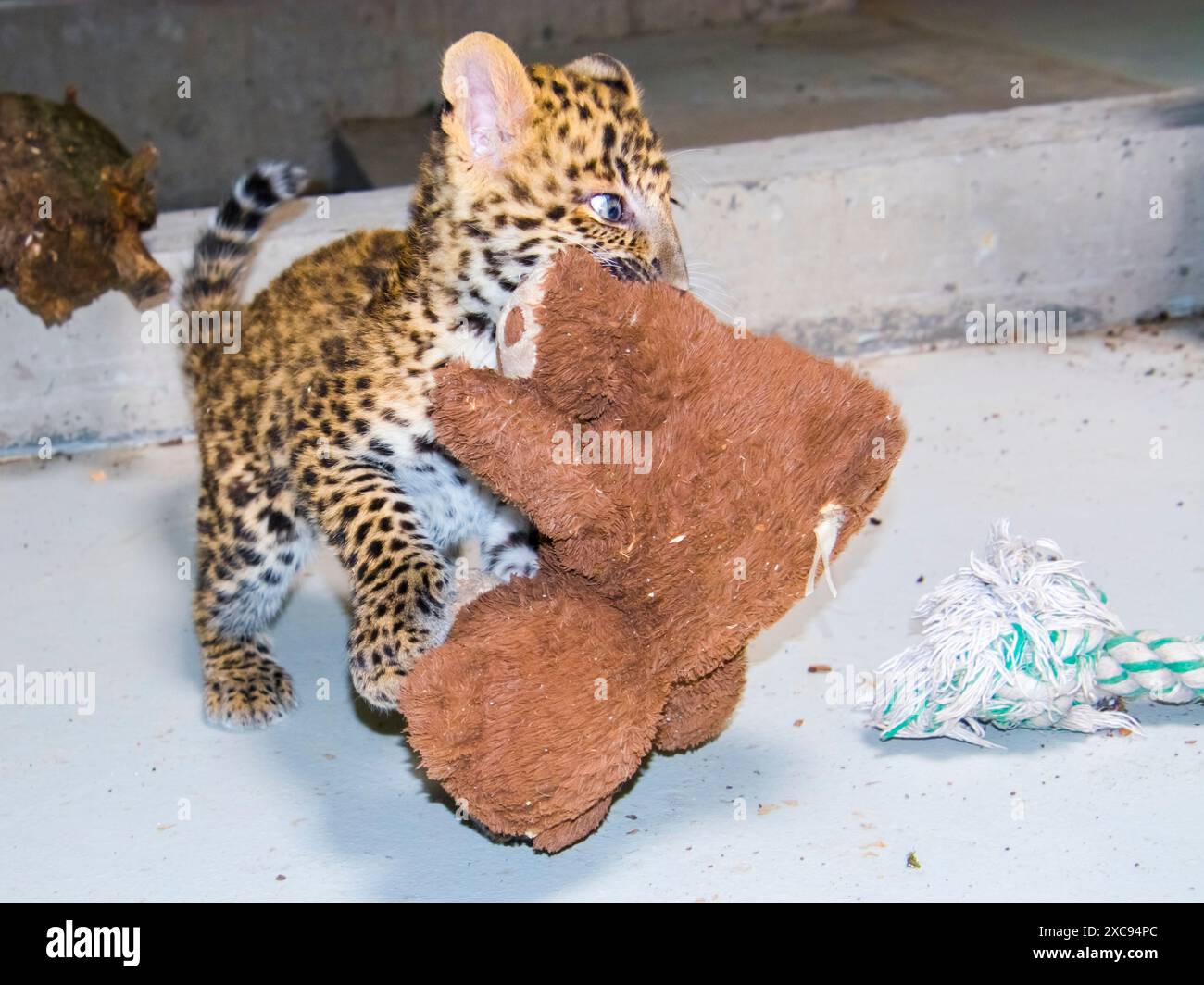 North Chinese leopard cub, its scientific name is Panthera pardus ...