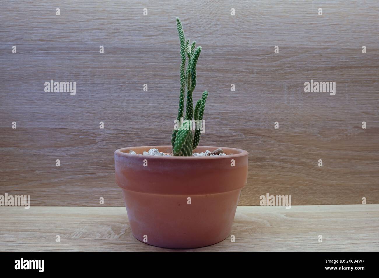 monstera dracaena Tropical Muse main image 0