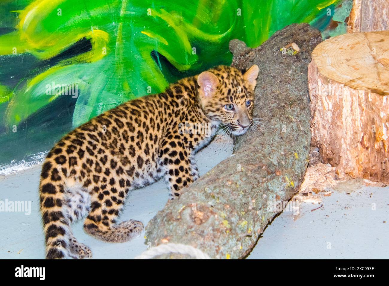 North Chinese leopard cub, its scientific name is Panthera pardus ...