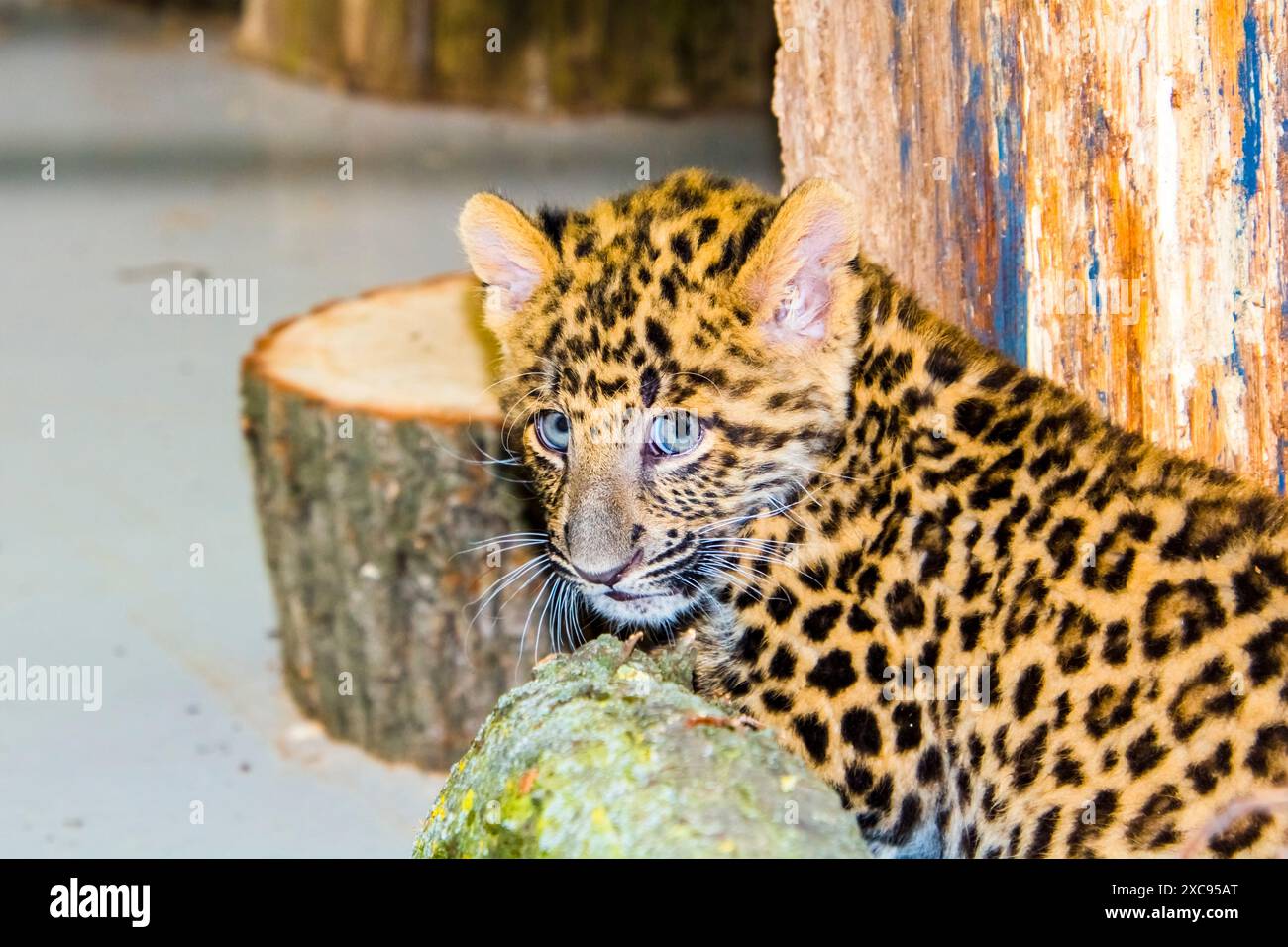 North Chinese leopard cub, its scientific name is Panthera pardus ...