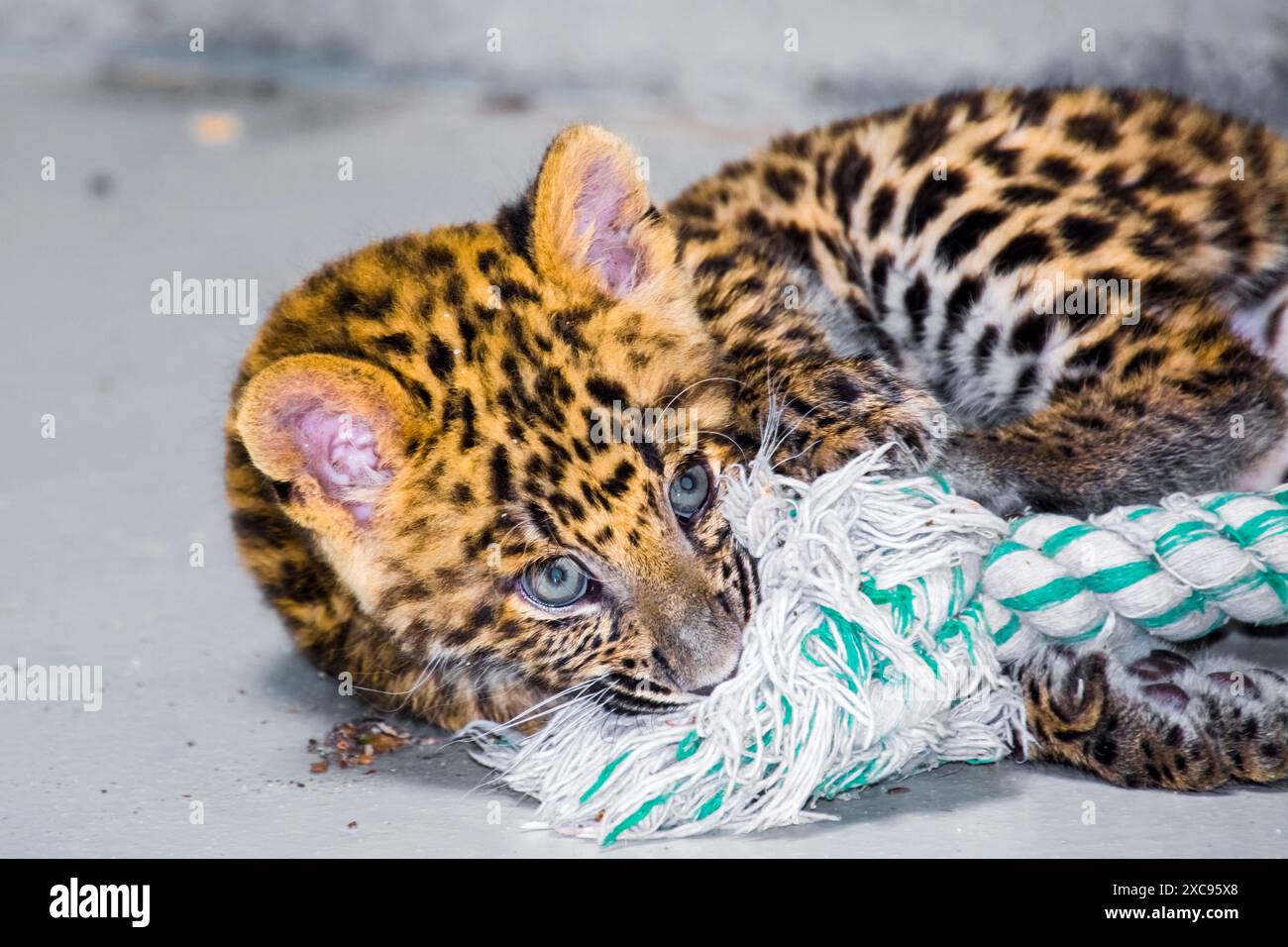 North Chinese leopard cub, its scientific name is Panthera pardus ...