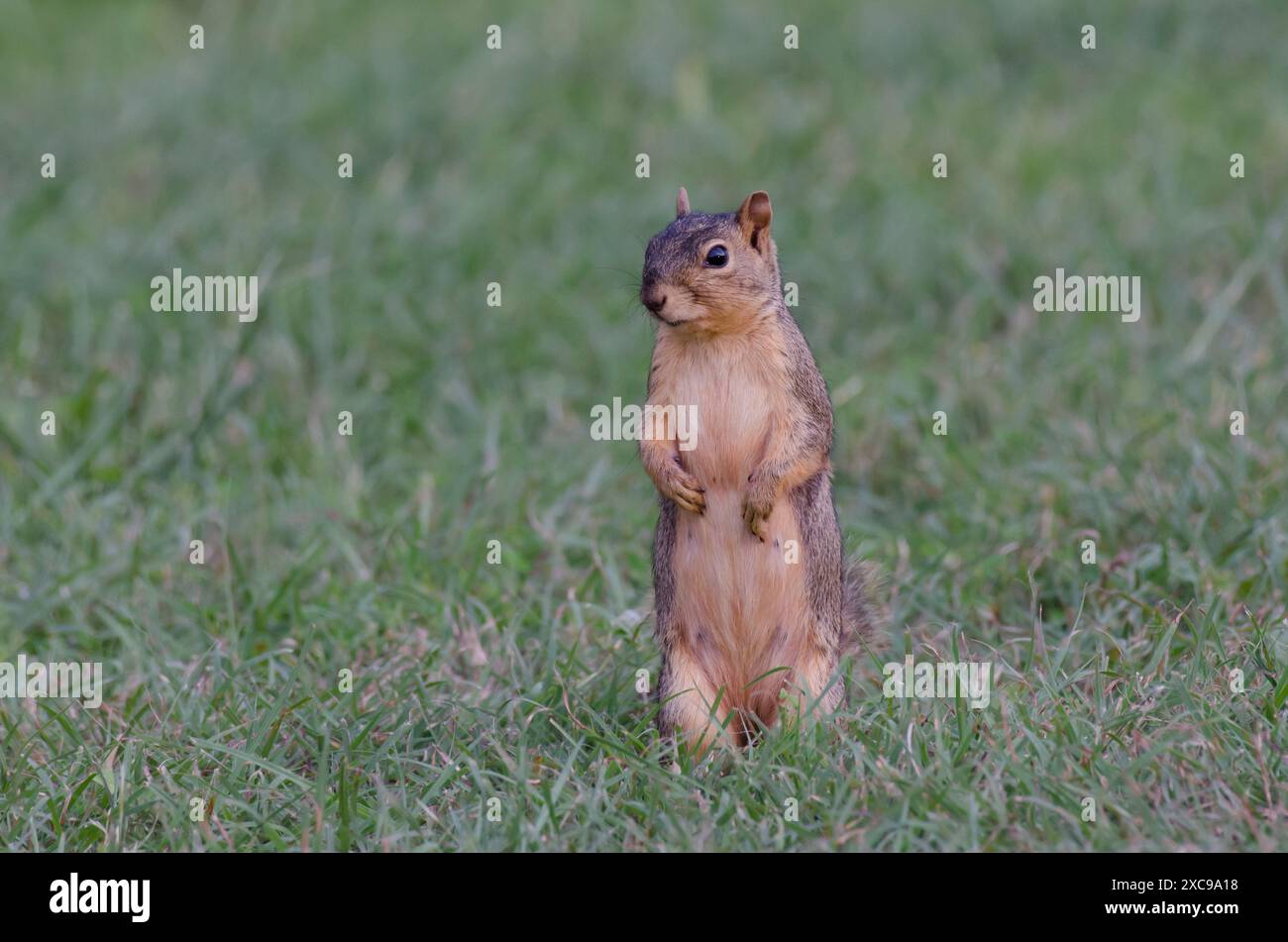 Eastern Fox Squirrel, Sciurus niger Stock Photo