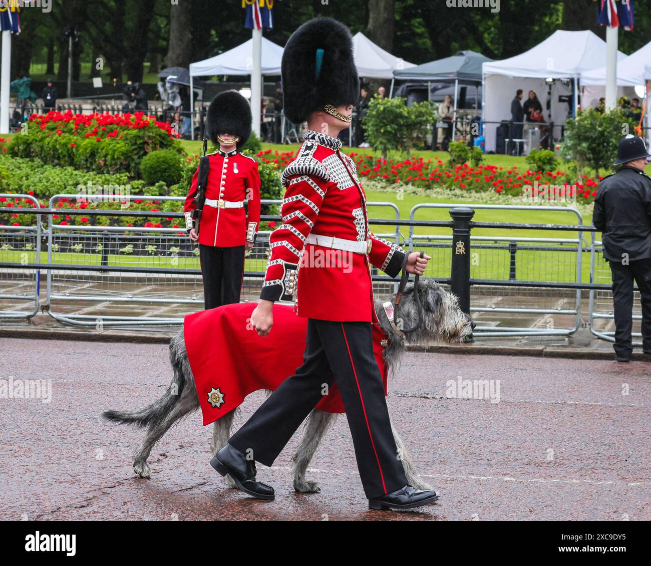 London, UK. 15th June 2024. Seamus, the Irish wolf hound, mascot of the ...