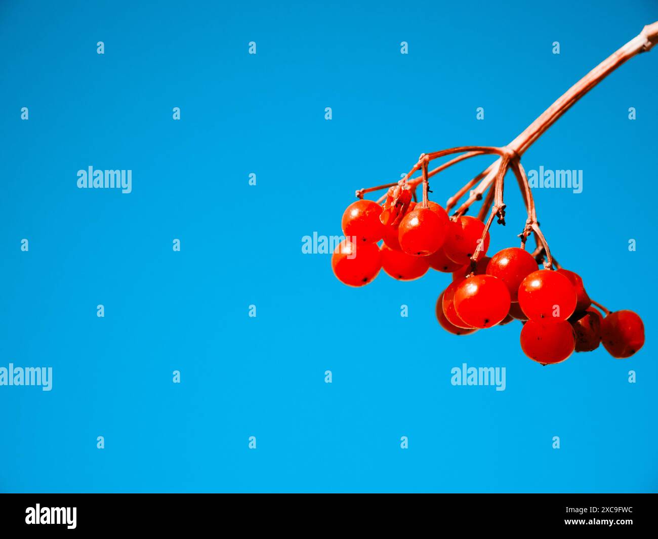 Red berries on a branch against a blue sky, daylight, nature scene, concept of growth, mood is vibrant. Cluster of red berries, slender branch, clear Stock Photo