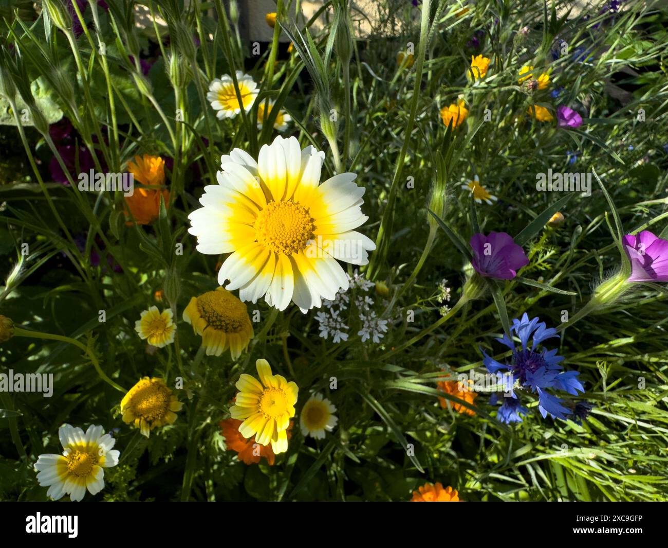 Wildflowers in your garden hi-res stock photography and images - Alamy