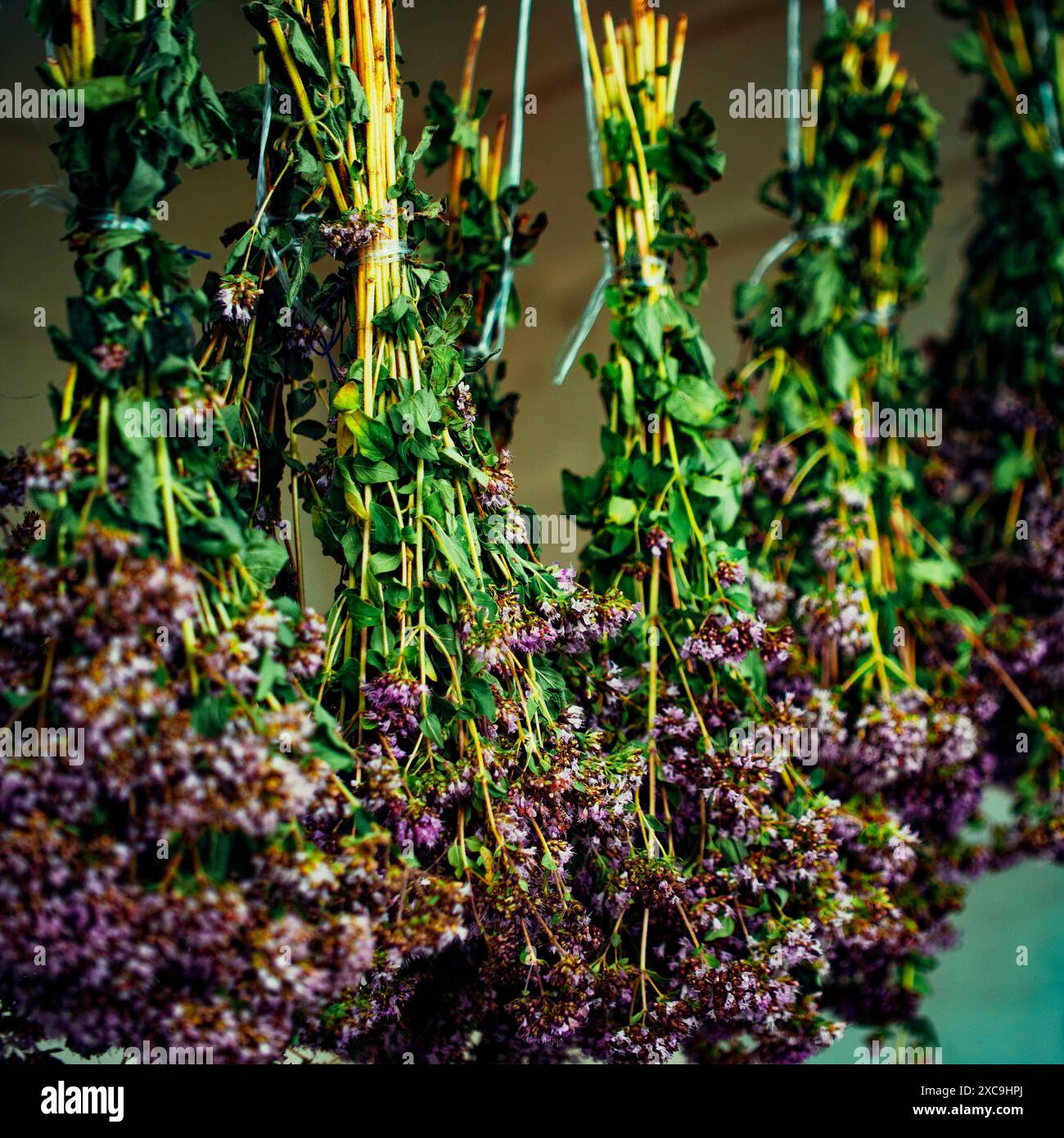 The image depicts the traditional practice of air-drying flowers, capturing the delicate beauty and serenity inherent in this natural process. Stock Photo