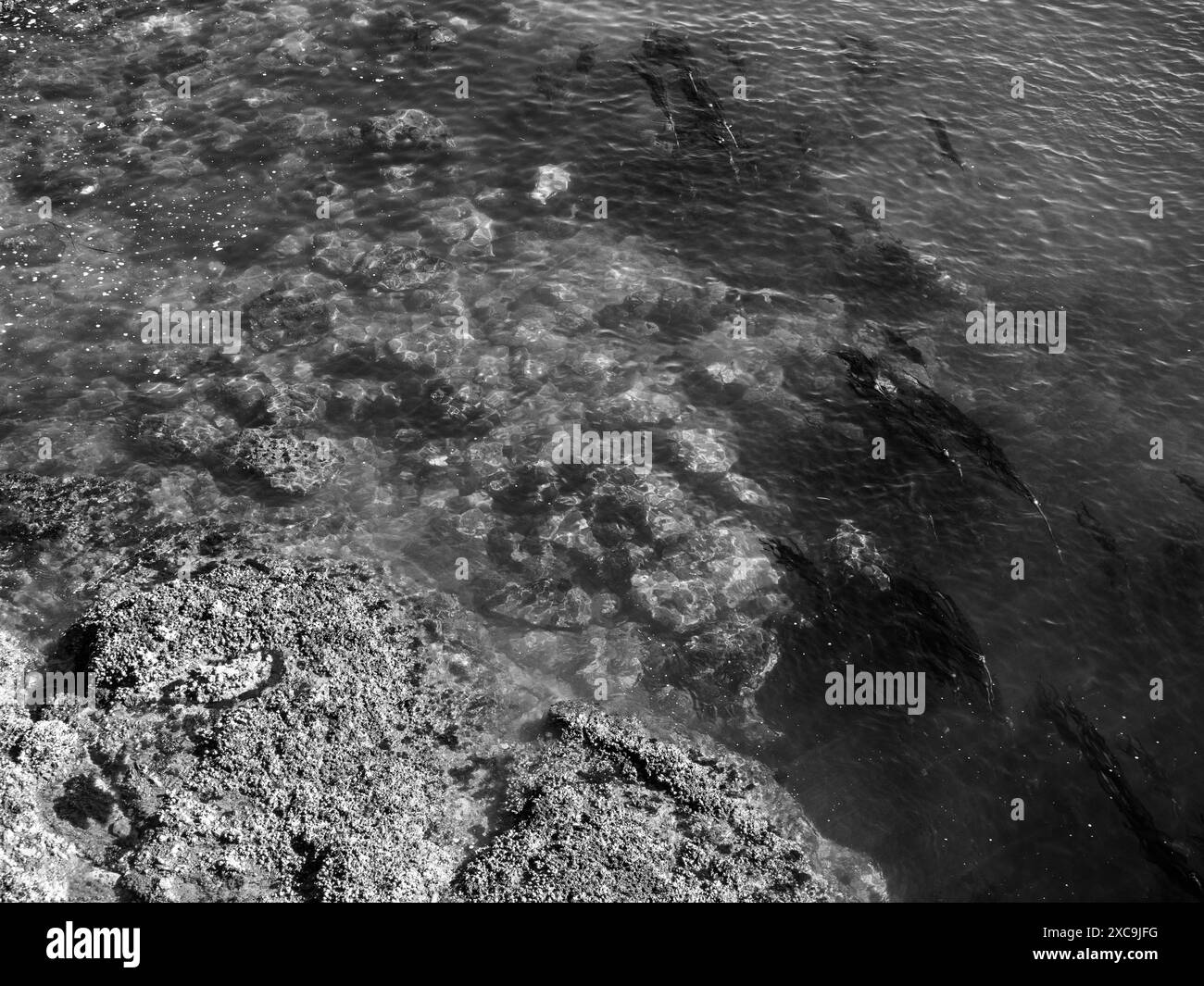 WA25317 00 WASHINGTON Seaweed - Wa25317 00washington Seaweed And Barnacles In Deception Pass Near Lighthouse Point In Deception Pass State Park 2XC9JFG 