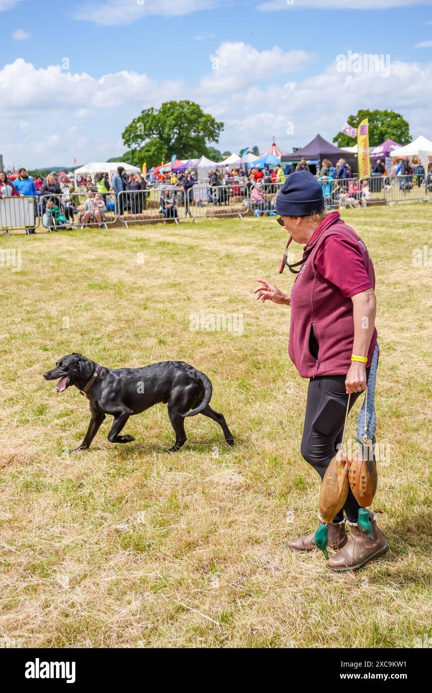 Powderham, UK. 15th June, 2024. Dog lovers descend on Powderham Castle