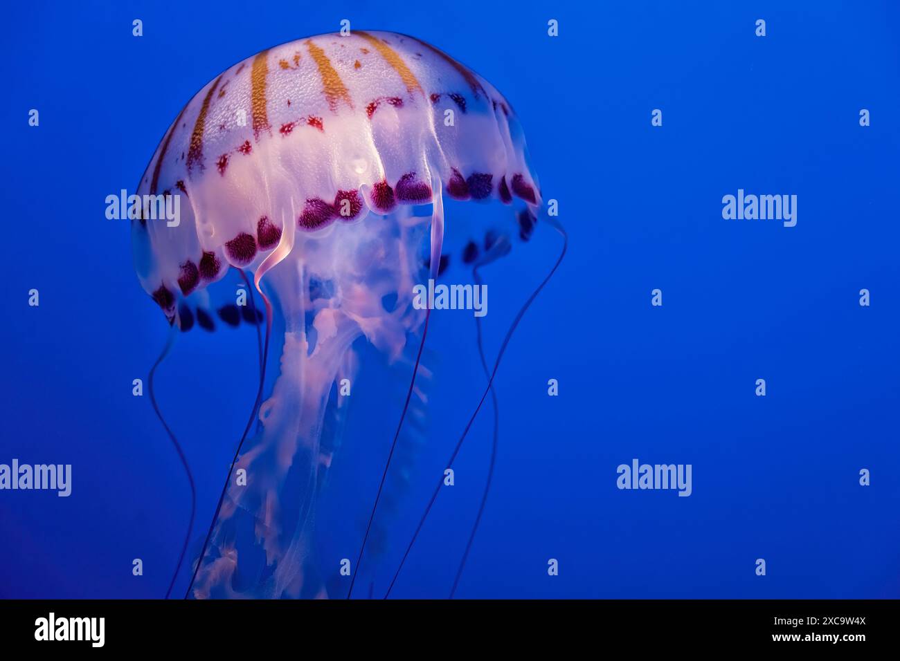 Purple striped jelly fish on blue background Stock Photo
