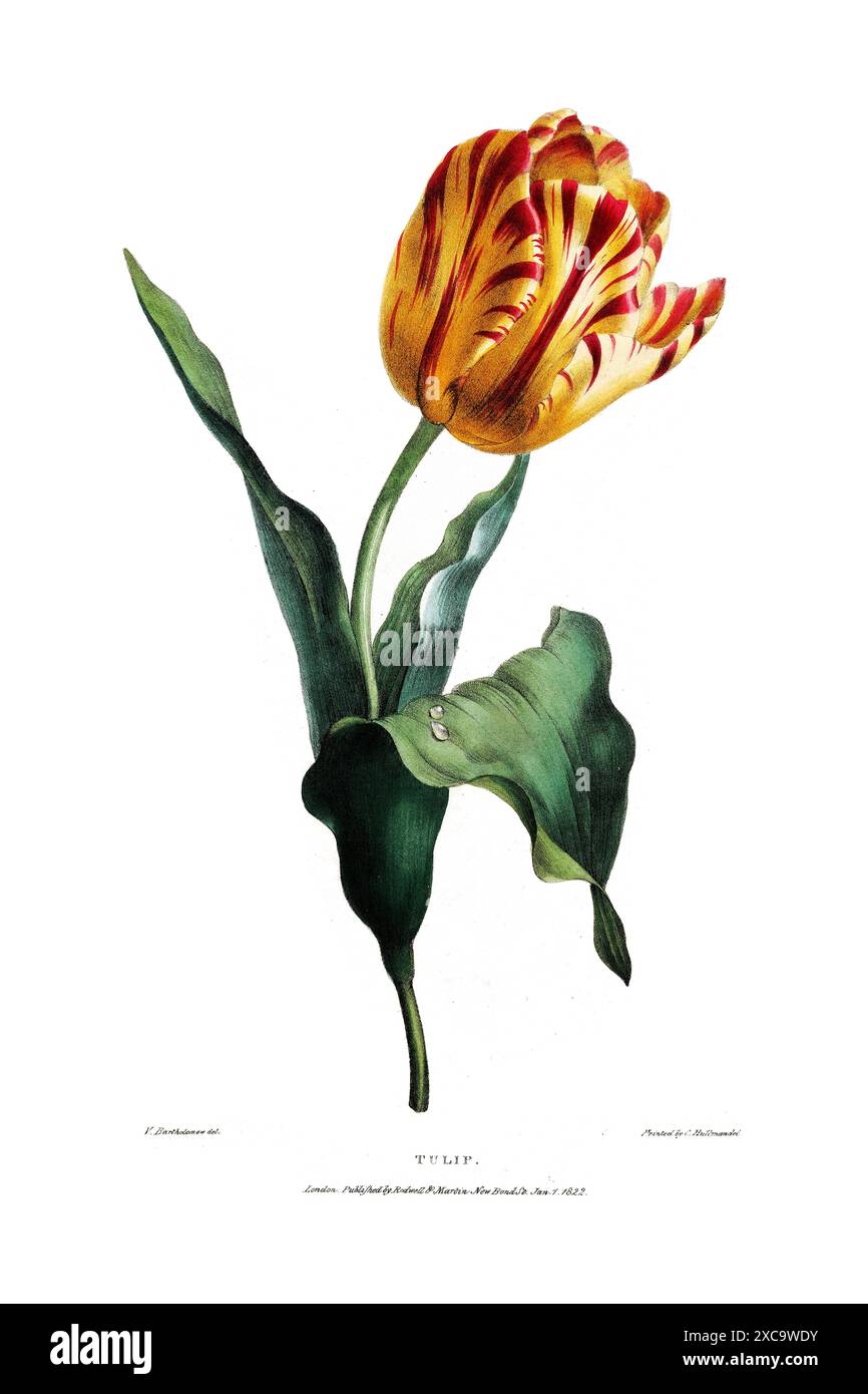 Vintage tulip hi-res stock photography and images - Alamy