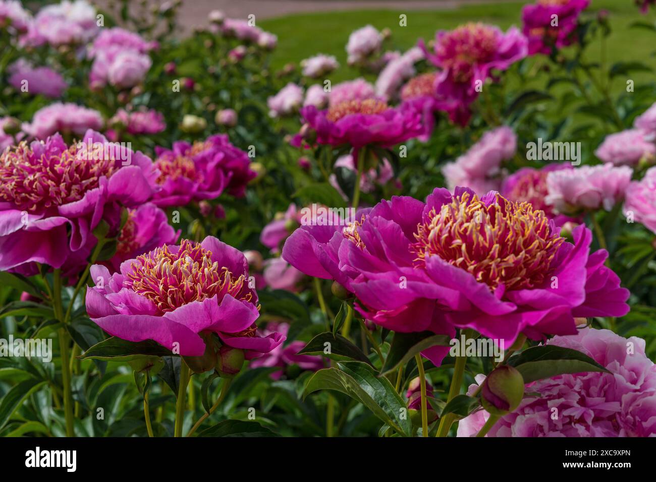 Pink peonies in the garden Stock Photo - Alamy