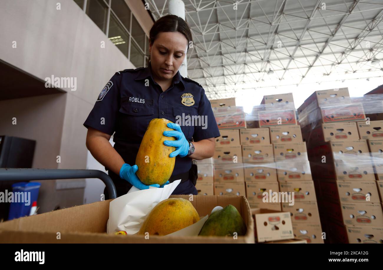 A U.S. Customs and Border Protection agriculture specialist looks over a shipment of papayas at the Otay Mesa port of entry, June 23, 2016. CBP Photo by Glenn Fawcett Stock Photo