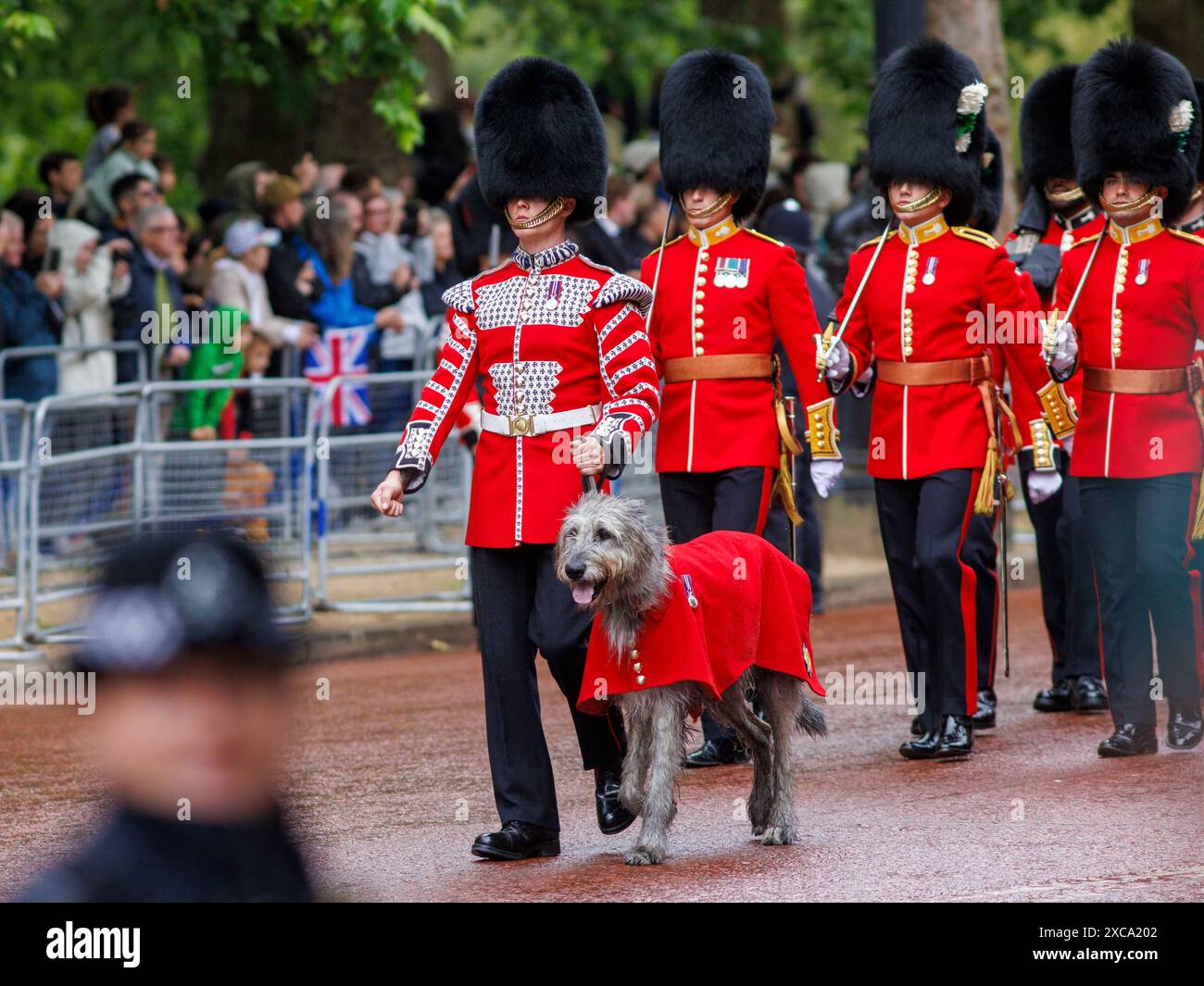 London, UK. 15th June 2024. 15th June 2024 Seamus ithe Irish Wolfhound ...