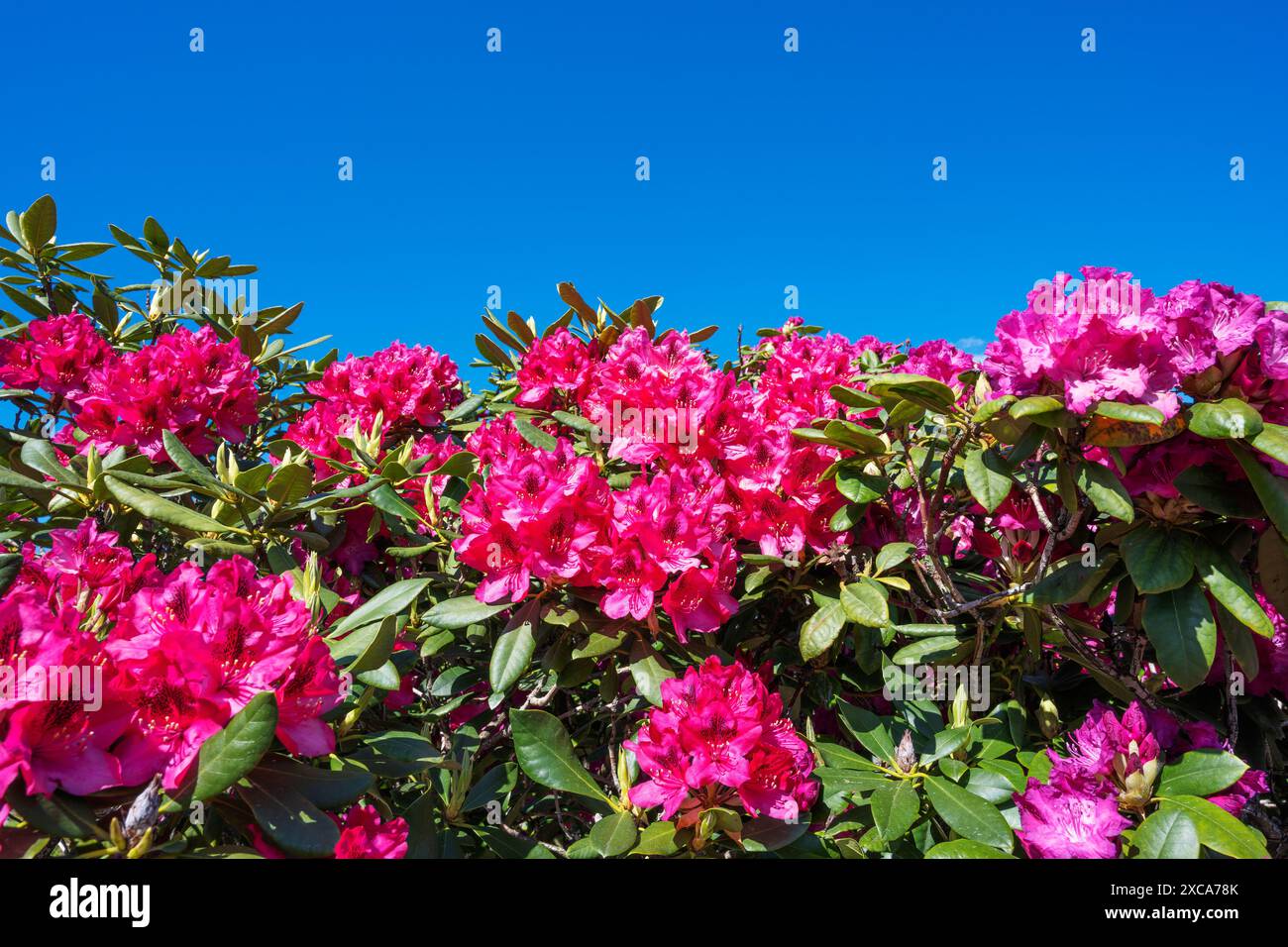 Hughe Rhododendron Huge rhododendron bush hi-res stock photography and images - Alamy