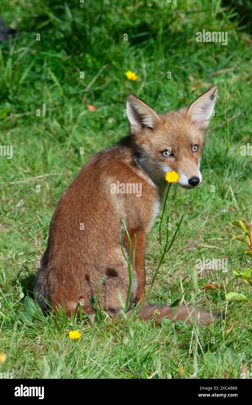 London, UK. UK weather, 14 June 2024, London: As unseasonably cold and wet weather continues, a sunny afternoon in Clapham brings out a family of foxes to play. Five cubs were born in late March and are being raised by both parents and an extra adult female. Credit: Anna Watson/Alamy Live News Stock Photo