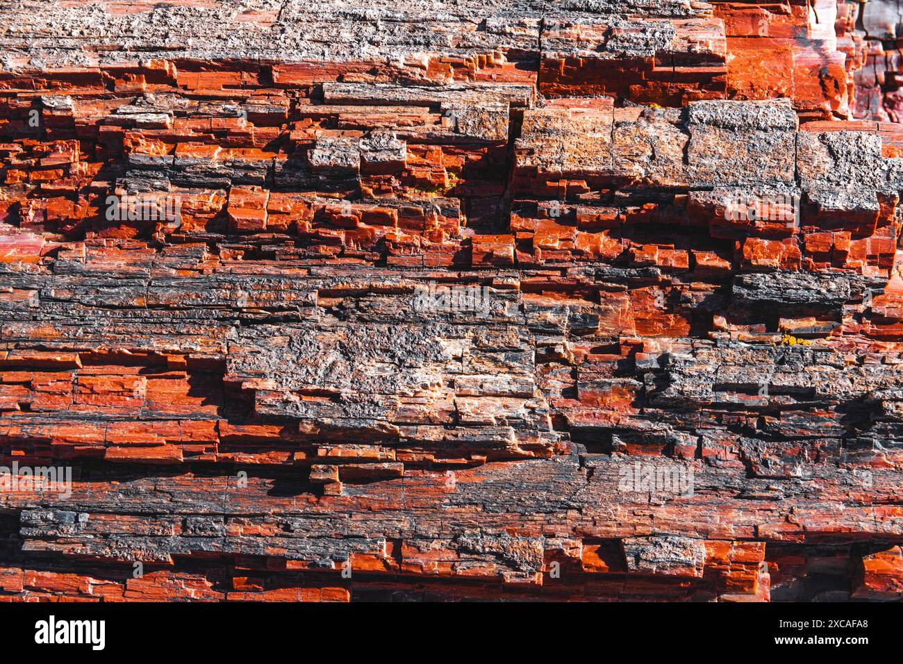 Close up view of a petrified tree bark Stock Photo