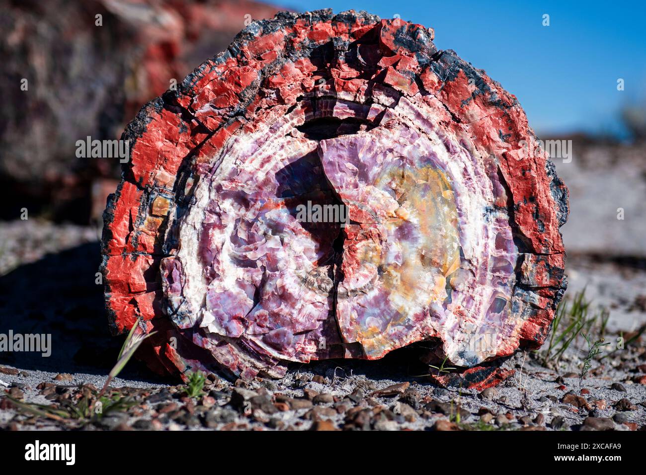Close up view of a crystalized tree trunk section Stock Photo