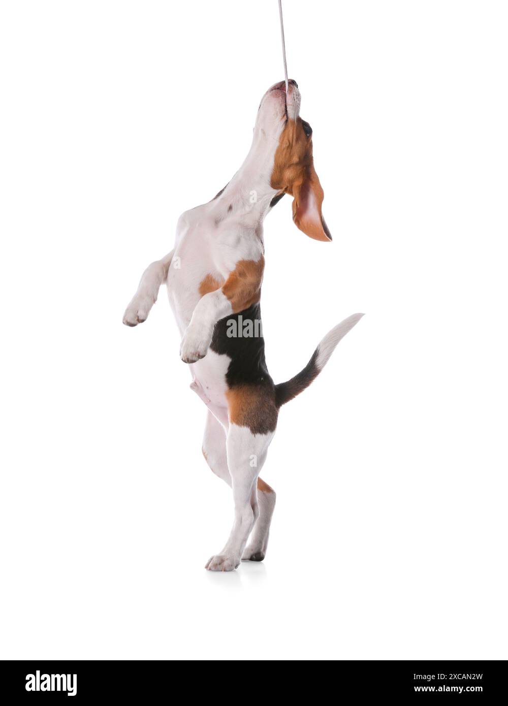 Cute Beagle puppy on white background. Adorable pet Stock Photo - Alamy