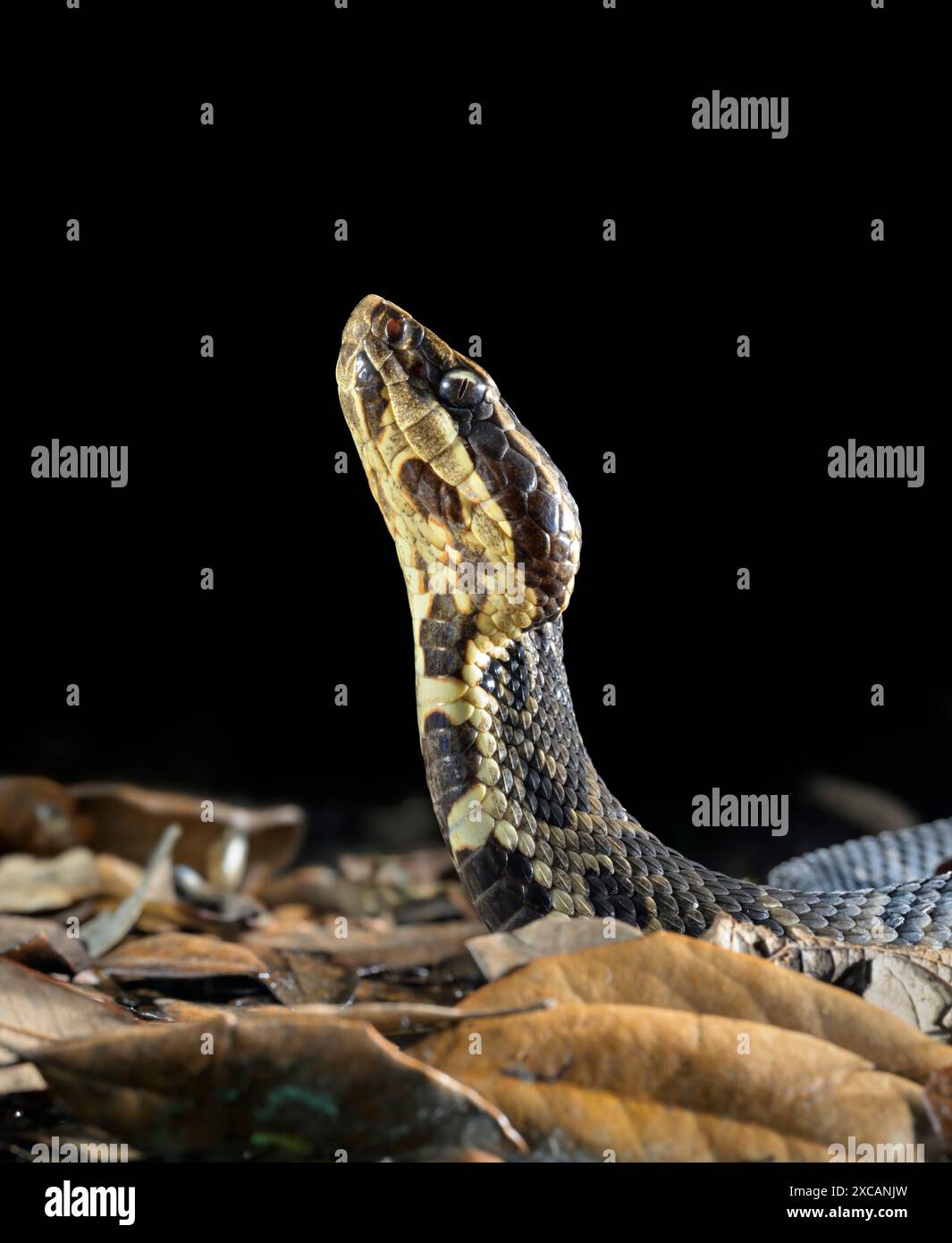 Cottonmouth, also known as water moccasin (Agkistrodon piscivorus