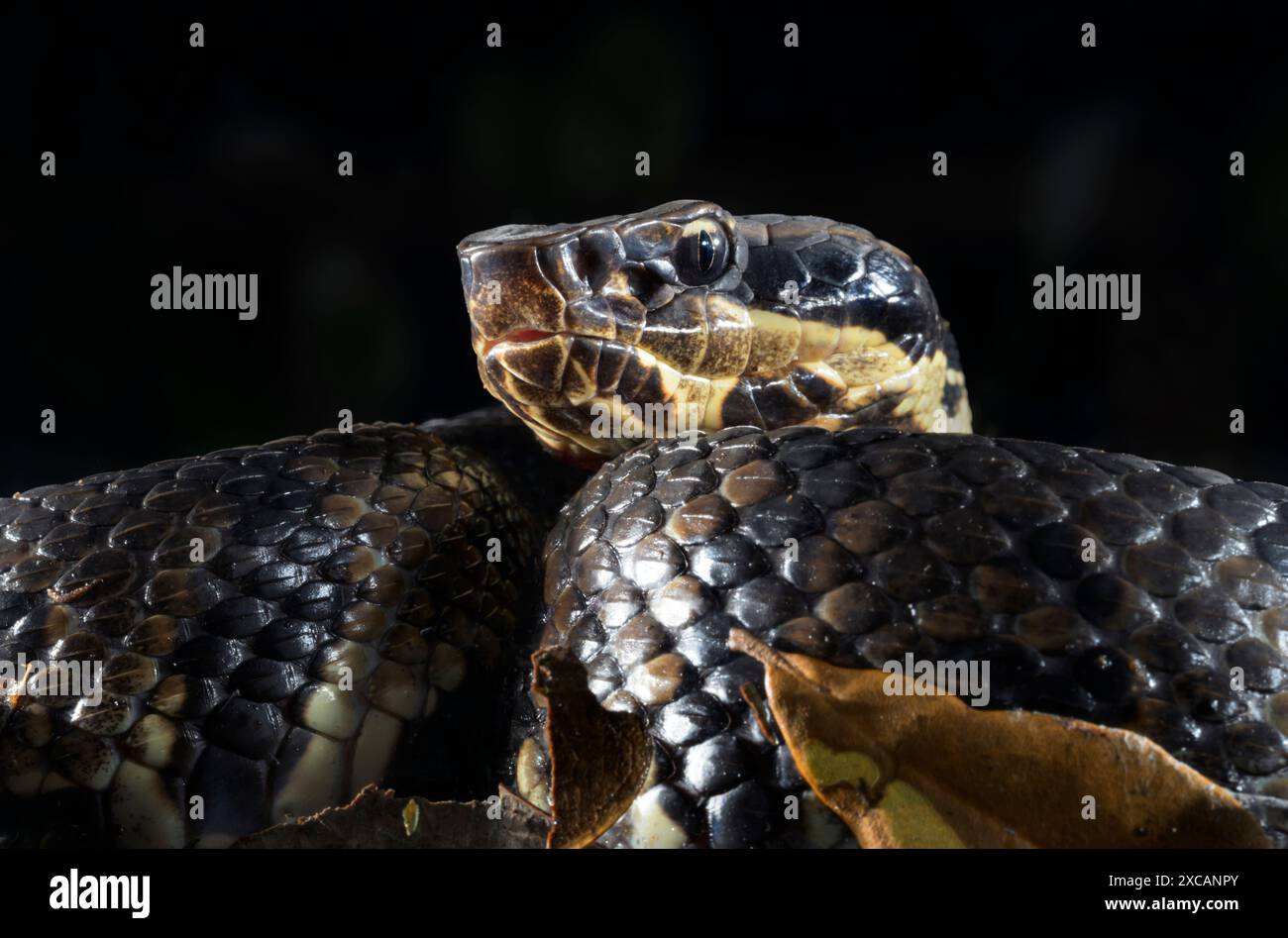 Cottonmouth, also known as water moccasin (Agkistrodon piscivorus) at