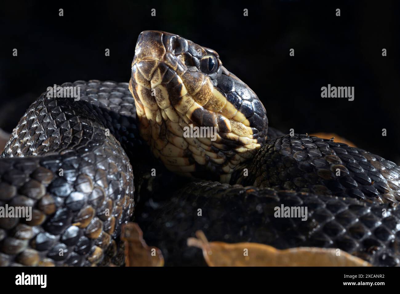 Cottonmouth, also known as water moccasin (Agkistrodon piscivorus) at