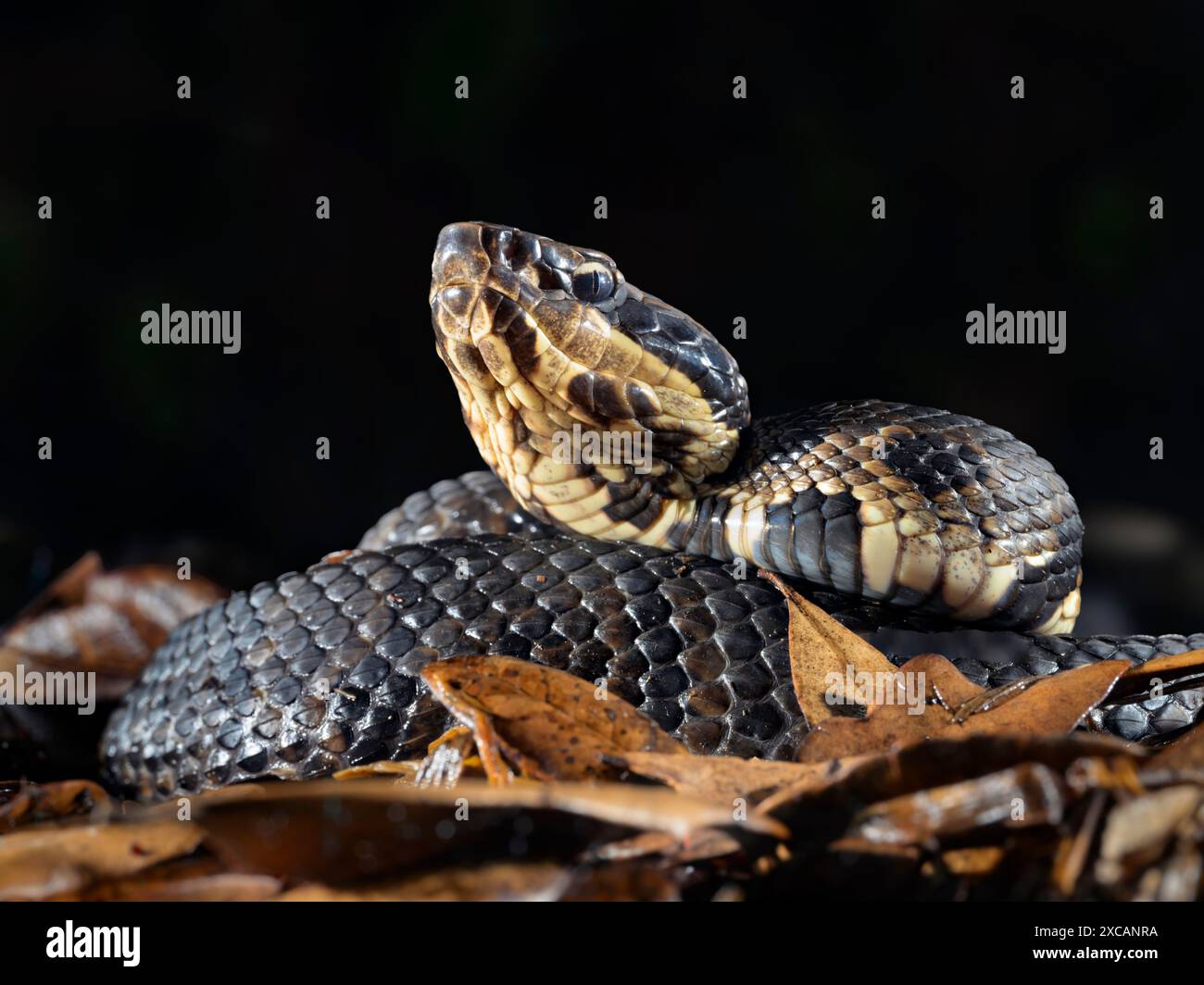 Cottonmouth, also known as water moccasin (Agkistrodon piscivorus) at