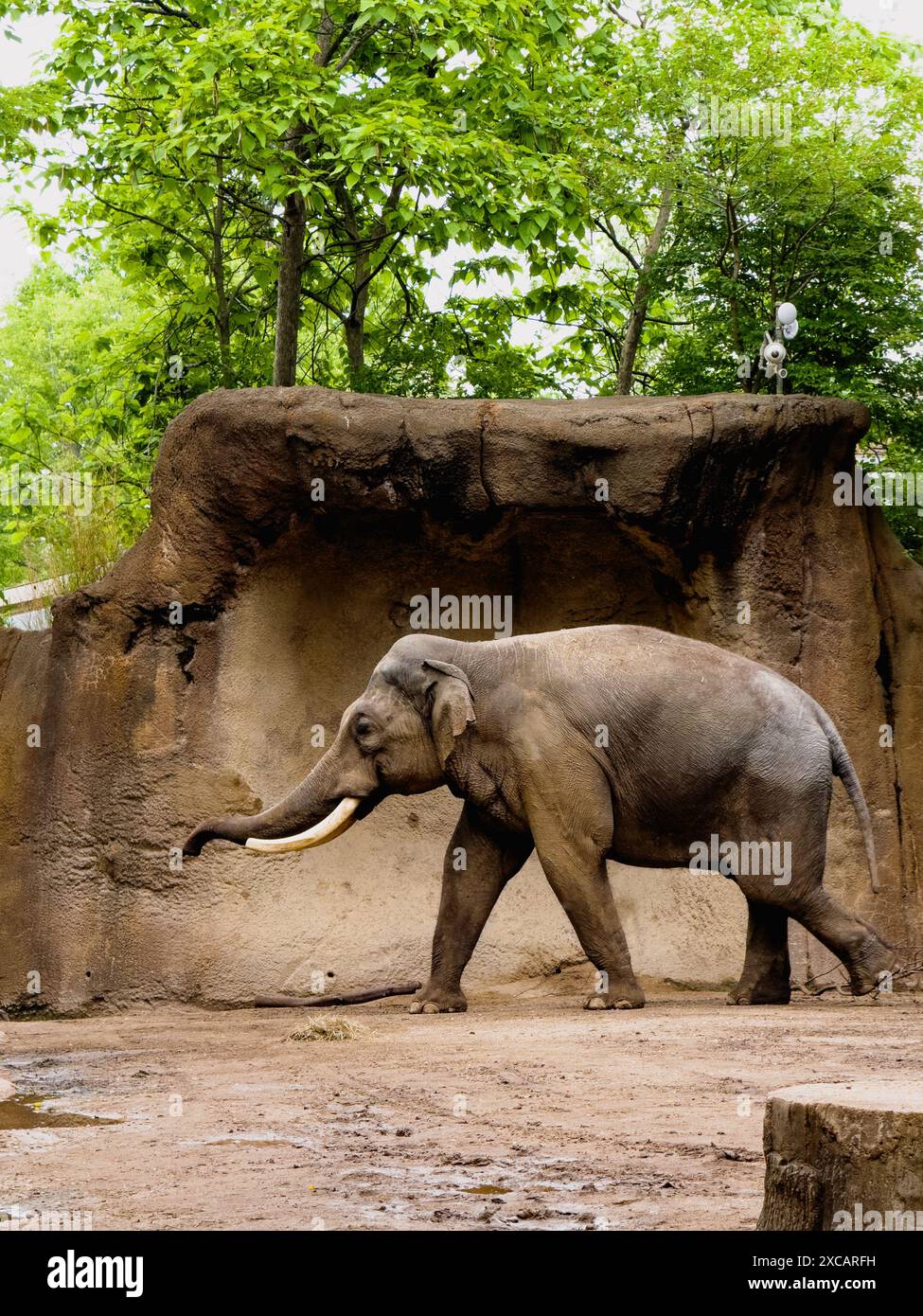 Elephant walking in zoo enclosure with green trees in the background ...
