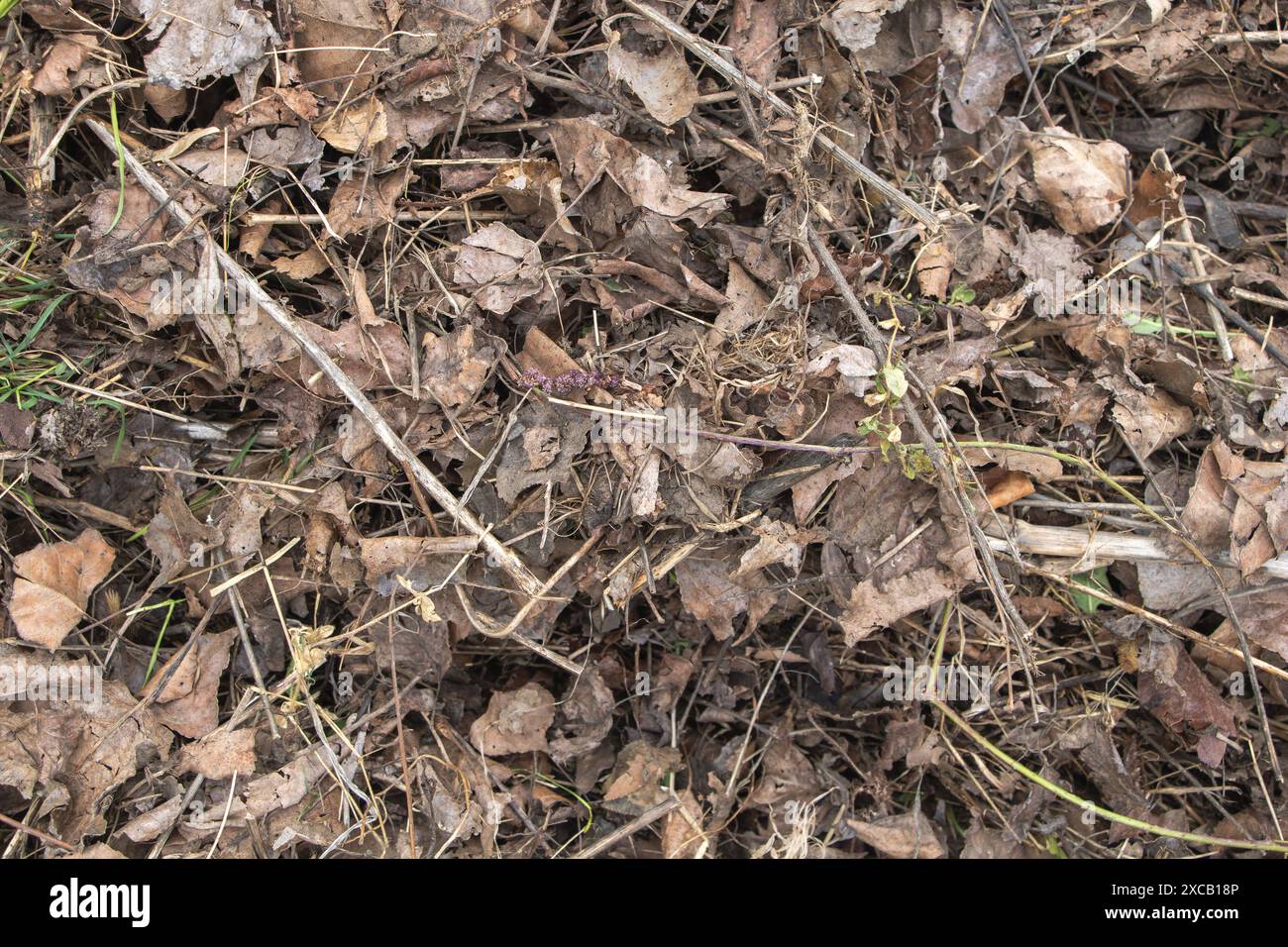 Dead leaves top view hi-res stock photography and images - Alamy