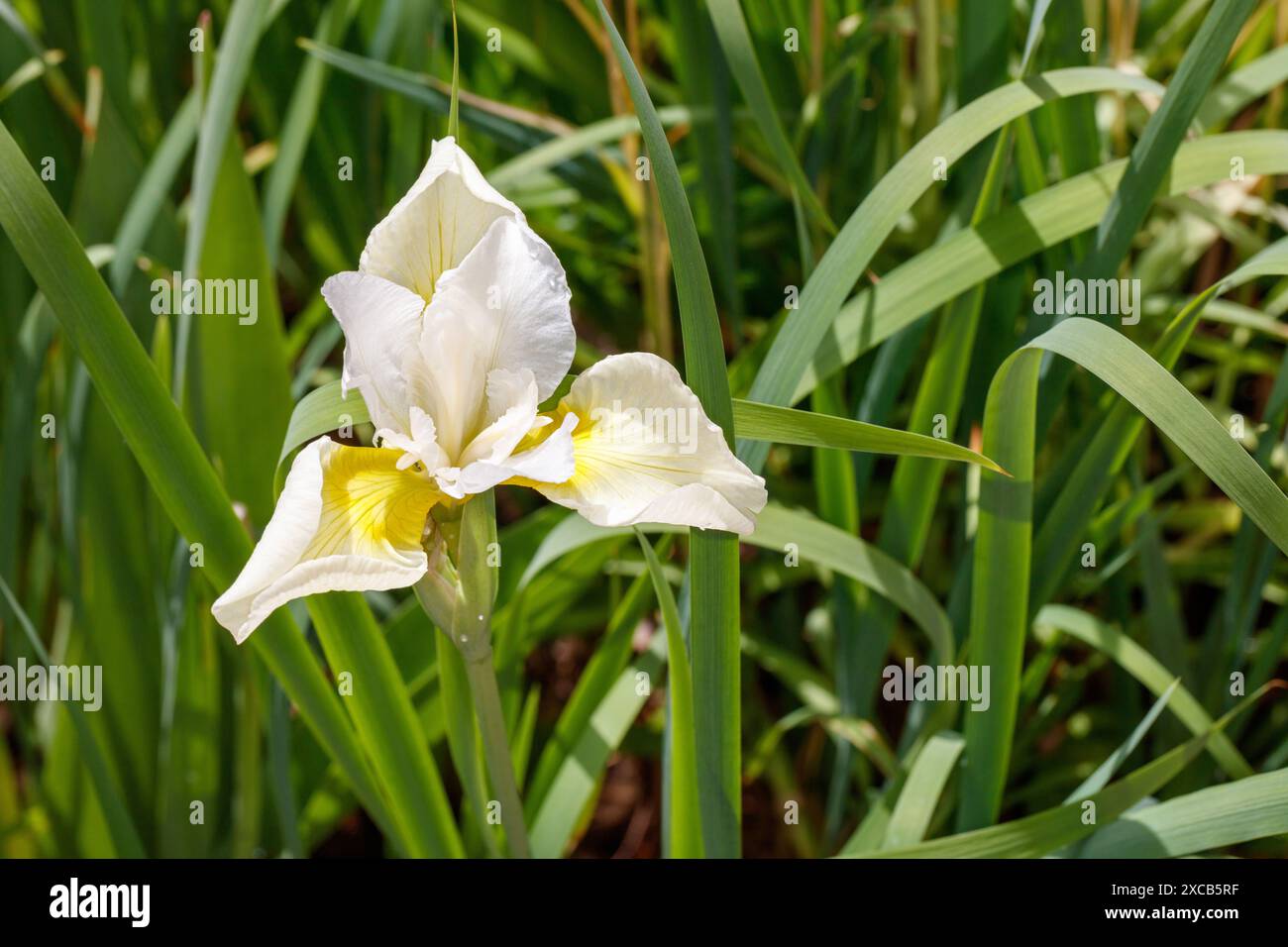 'Snow Queen' Siberian Iris, Strandiris (Iris sibirica Stock Photo - Alamy