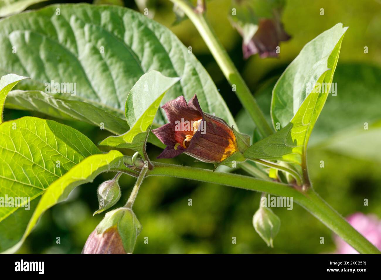 Deadly nightshade, Belladonna (Atropa belladonna) Stock Photo