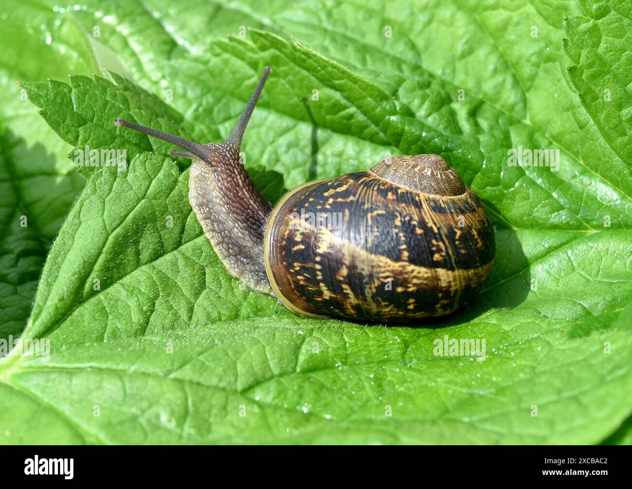 Gefleckte Weinbergschnecke, Cornu aspersum sind Gehaeuseschnecken die