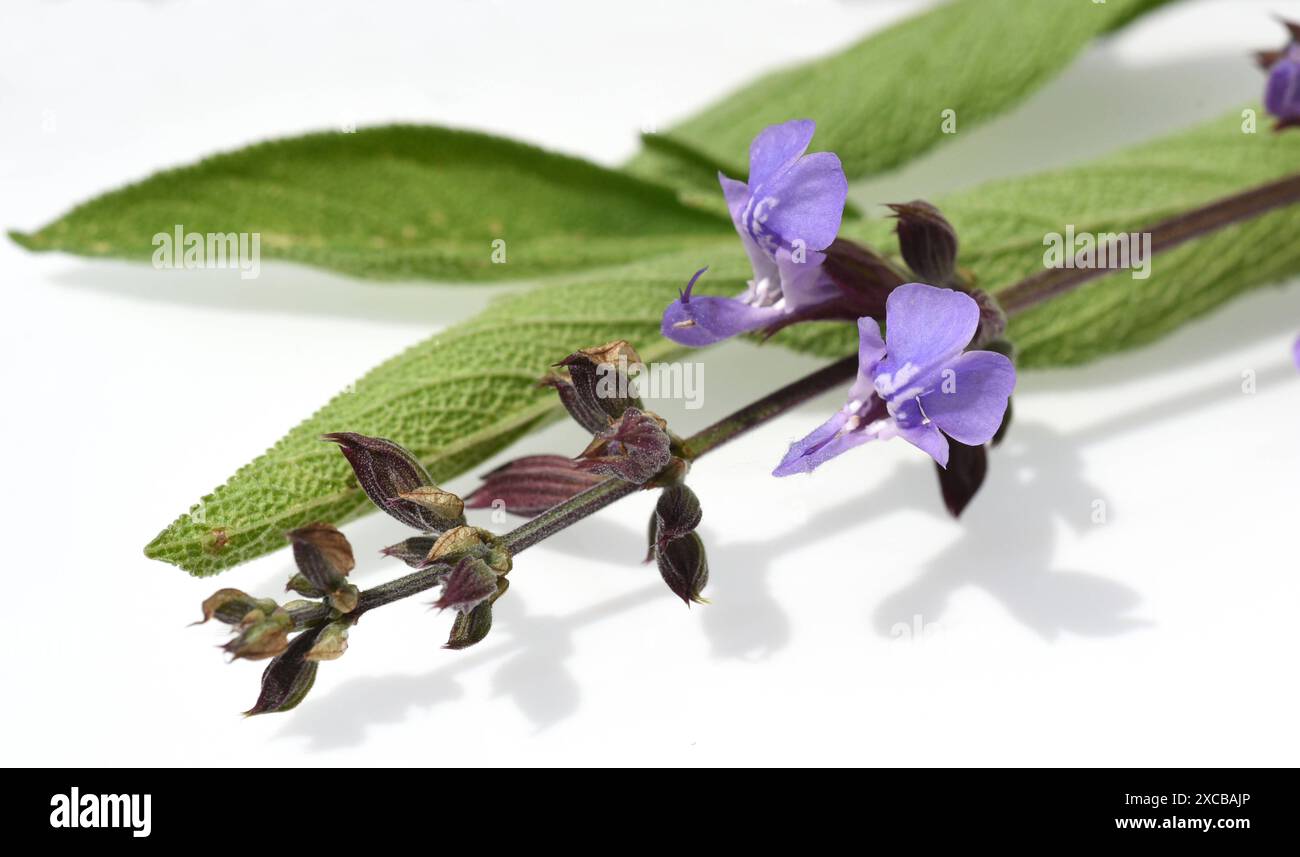 Salbei, Salvia officinalis, ist eine wichtige Heilpflanze und eine