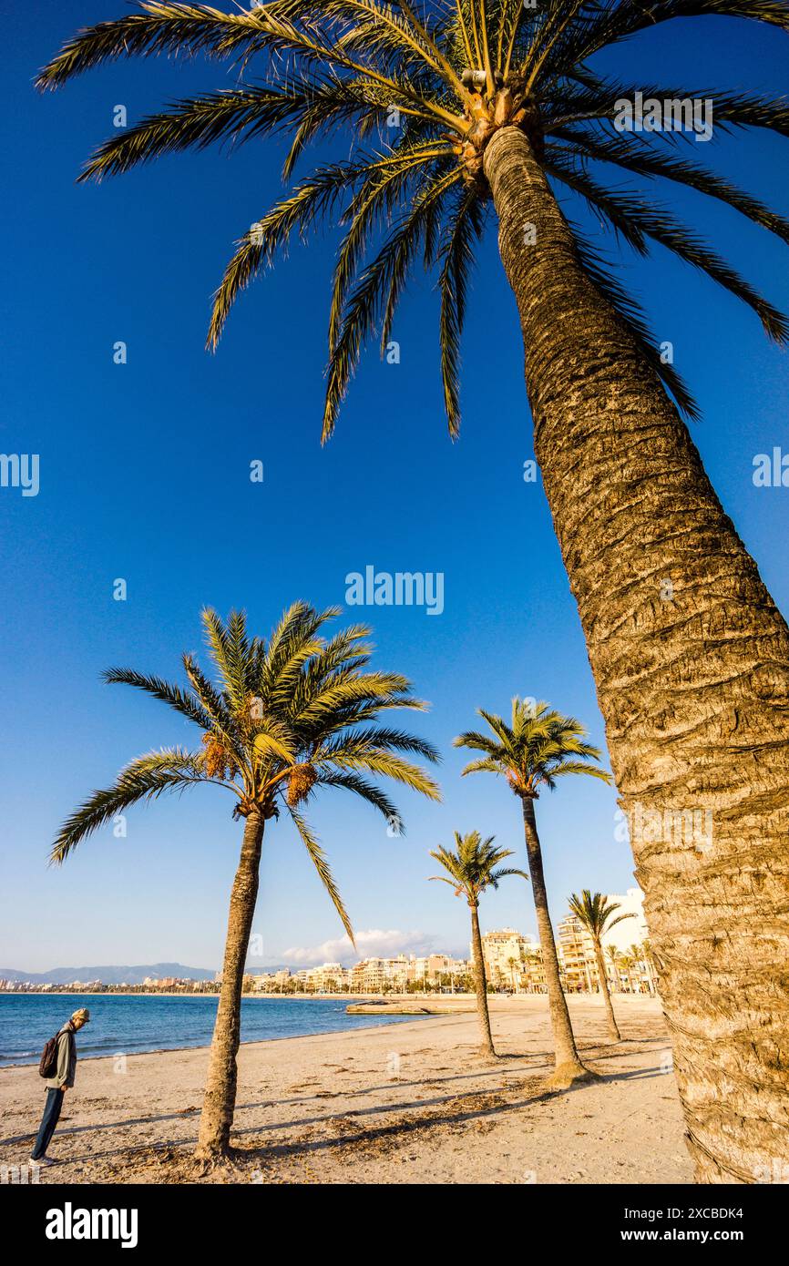palm tree in Arenal beach. Llucmajor, Mallorca. Balearic Islands. Spain. Stock Photo
