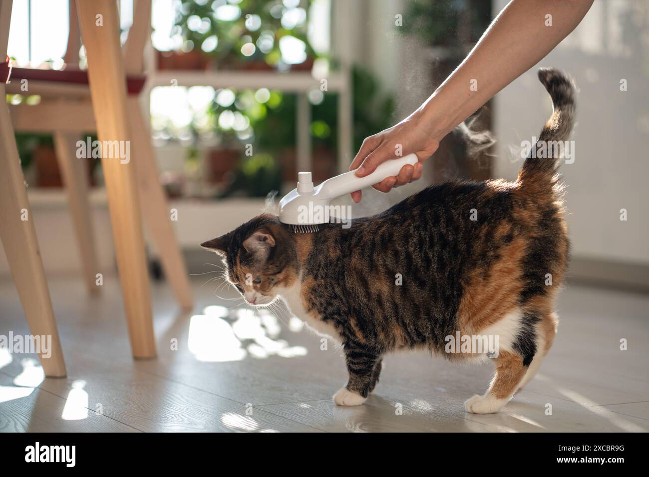 Pet owner using electric spray massage comb for cat, steam brush to
