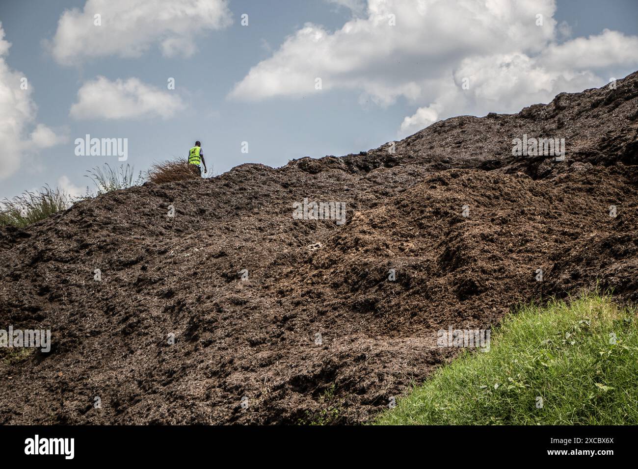 Migori Kenya 11th June 2024 A Man Seen Walking On A Heap Of Bagasse migori-kenya-11th-june-2024-a-man-seen-walking-on-a-heap-of-bagasse