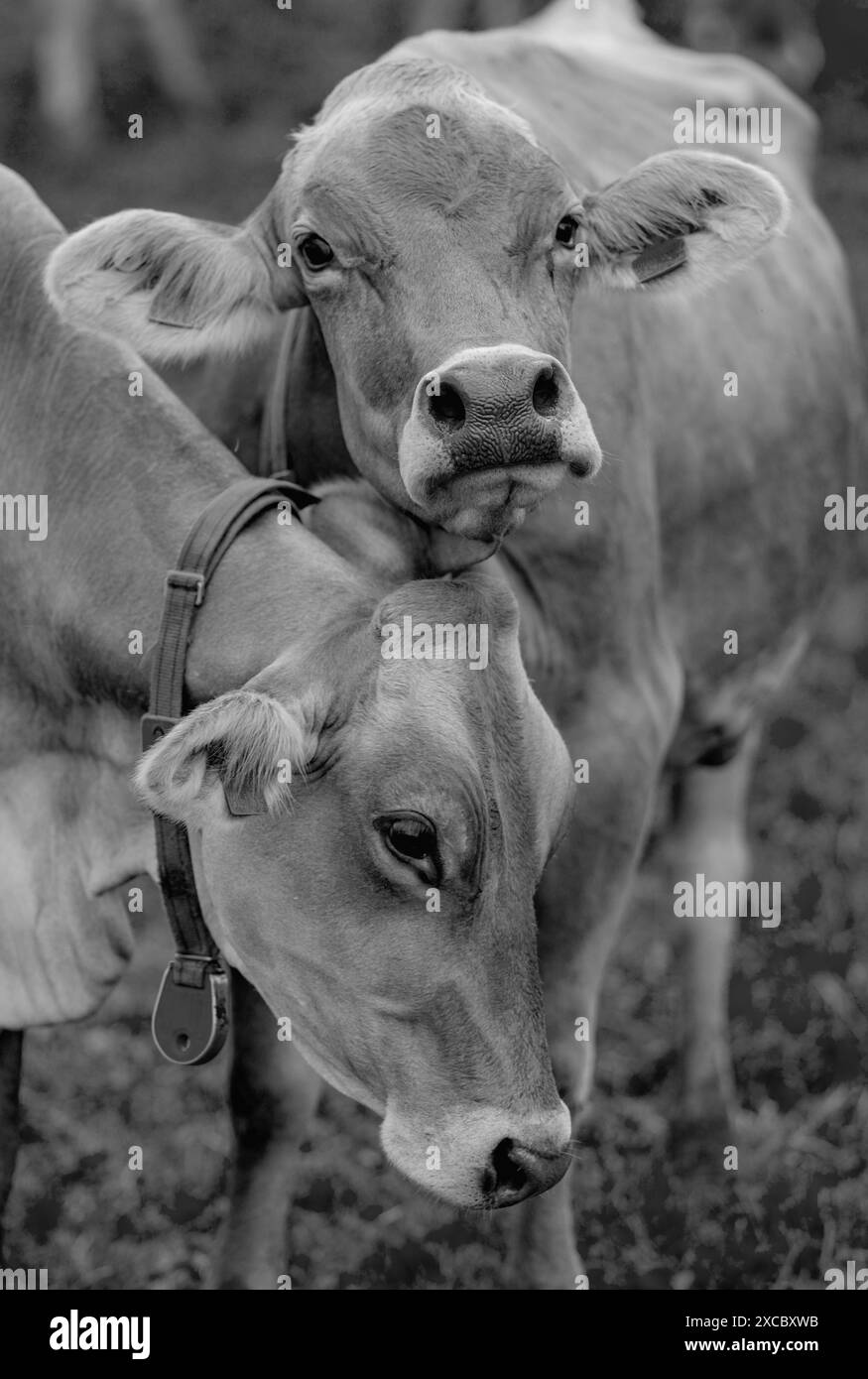 Cows are grazing on a meadow. Cattle cow pasture in a green field