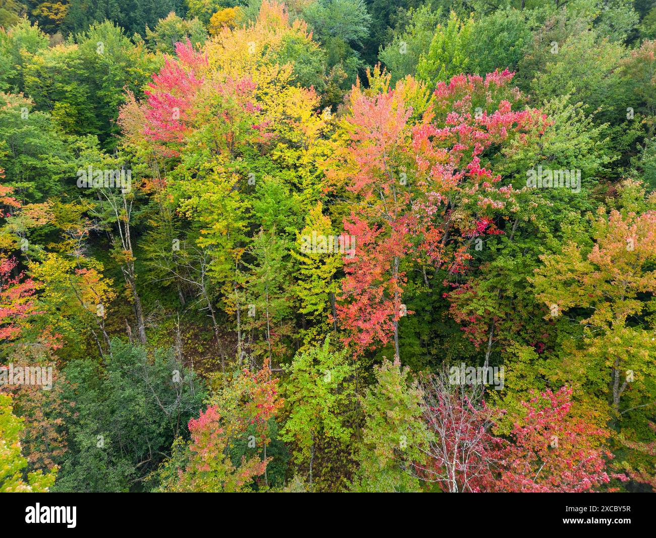 Aerial view of vibrant autumn foliage in a dense forest showcasing a ...