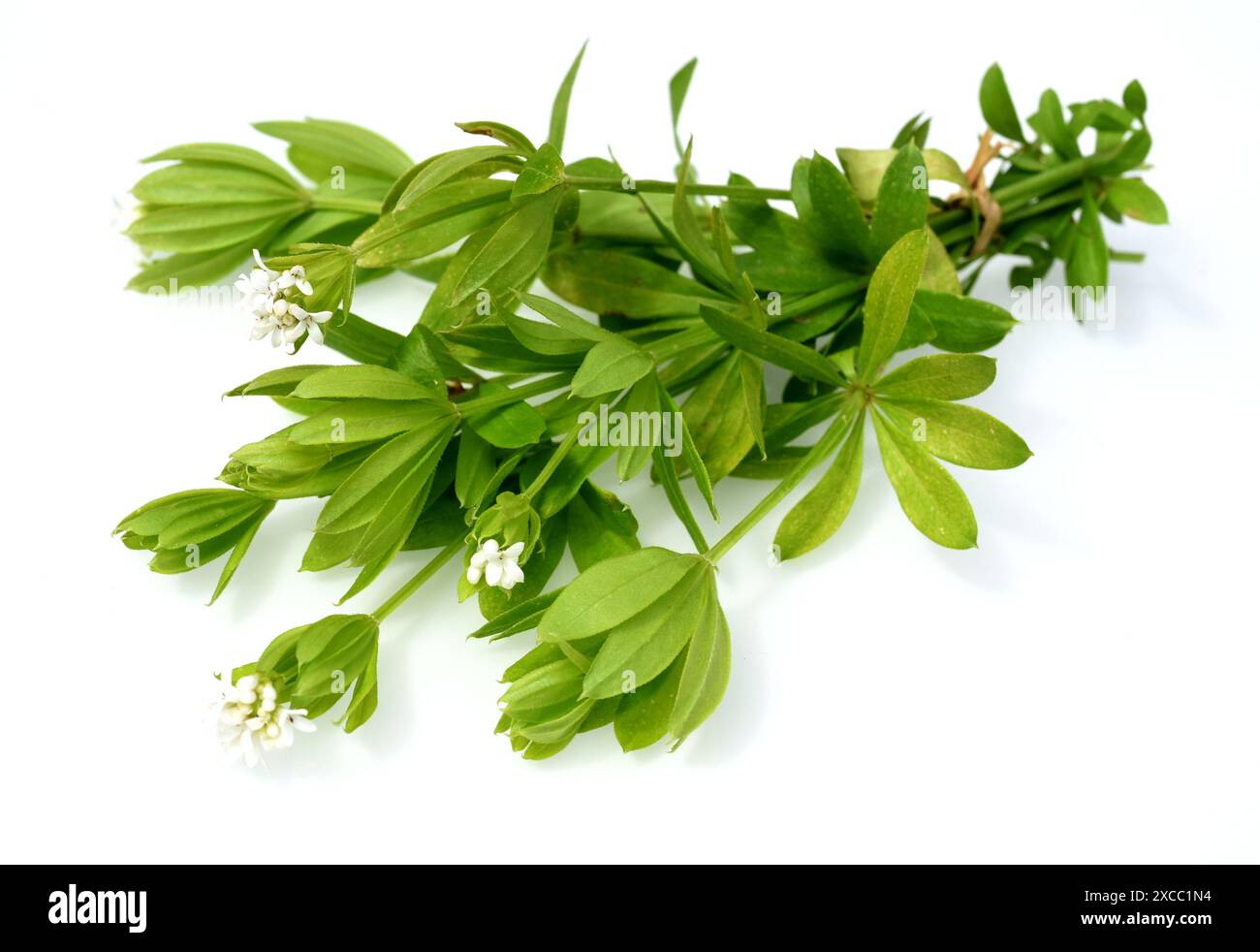 Waldmeister, Galium odoratum ist eine Gewuerz- und Heilpflanze die im ...